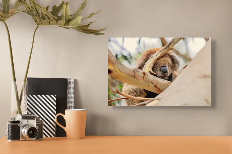 Tablou Canvas, "Koala visând în lumina dimineții", Adormit, Koala, Ramură, Blană, Nas, Eucalipt, Trunchi, Odihnă, Pufos, Leneș, 39 x 26 cm – poza 3