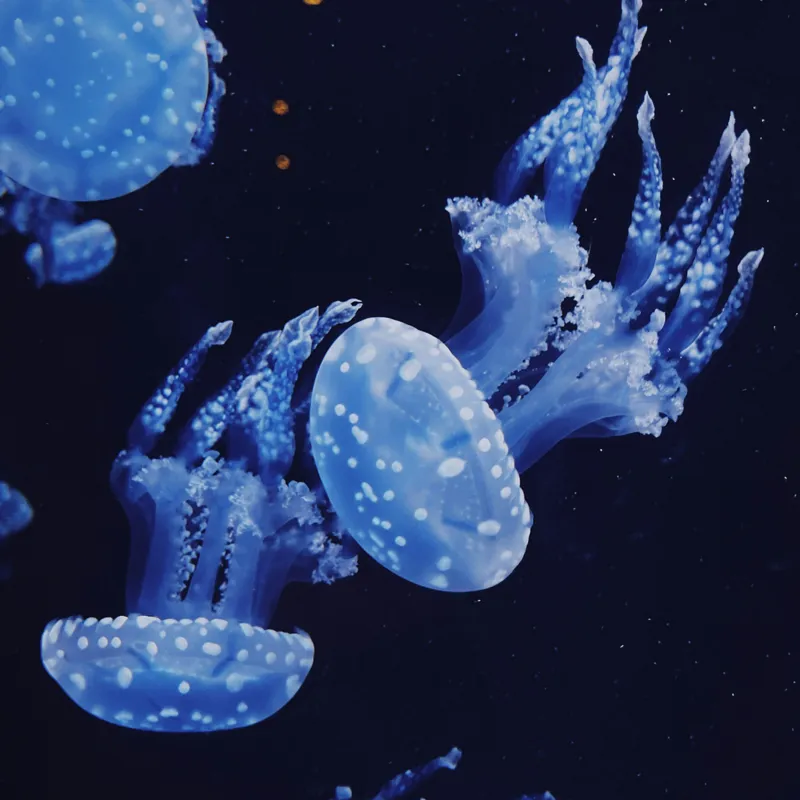 Tablou Canvas, "Dansul grațios al meduzelor albastre", Jellyfish, Ocean, Blue, Luminescent, Graceful, Underwater, Ethereal, Floating, Marine, Tranquil, 100 x 100 cm – poza 2