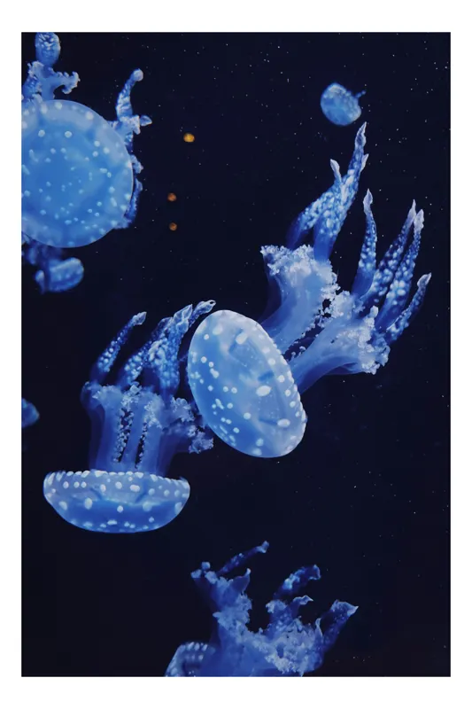 Tablou Canvas, "Dansul grațios al meduzelor albastre", Jellyfish, Ocean, Blue, Luminescent, Graceful, Underwater, Ethereal, Floating, Marine, Tranquil, 50 x 70 cm