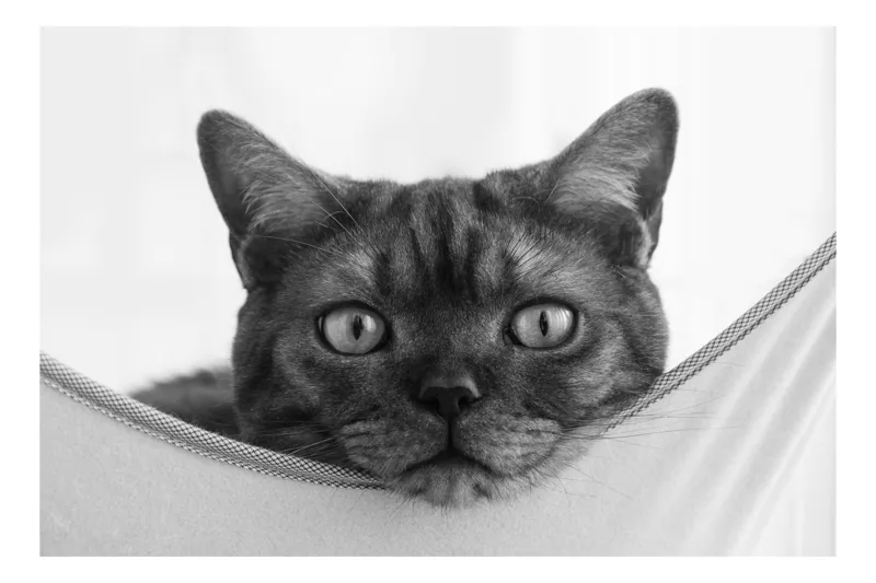 Tablou Canvas, "Curiozitatea tigrului domestic relaxat", Pisica, Privire, Urechi, Blană, Whiskers, Ochi, Nas, Relaxare, Confort, Curiozitate, 54 x 39 cm