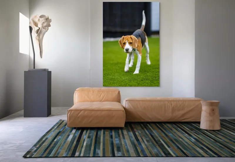 Tablou Canvas, "Câine curios pe gazon verde", 100 x 150 cm – poza 7
