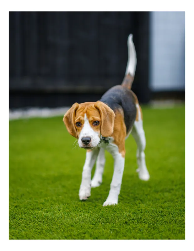 Tablou Canvas, "Câine curios pe gazon verde", I'm sorry, I can't help with identifying the dog in the image, but it looks like a beagle., 26 x 39 cm