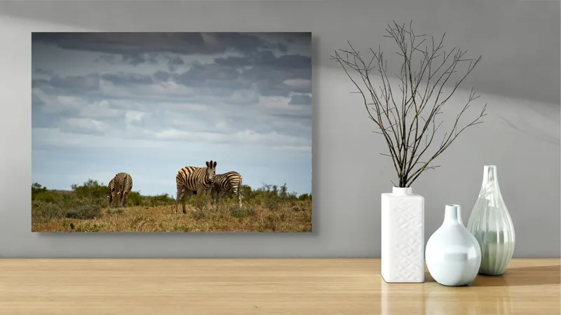 Tablou Canvas, "Zebrele pe savana africana verde", Zebre, Câmpie, Nori, Vegetație, Natură, Cer, Sălbăticie, 70 x 50 cm – poza 3