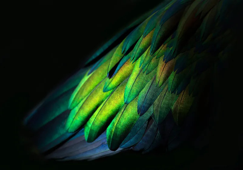 Tablou Canvas, "Aripi irizate în lumină obscură", Culori, Pene, Lumină, Verde, Textură, Frumusețe, Natură, Mister, Strălucire, Gradient, 100 x 70 cm – poza 2