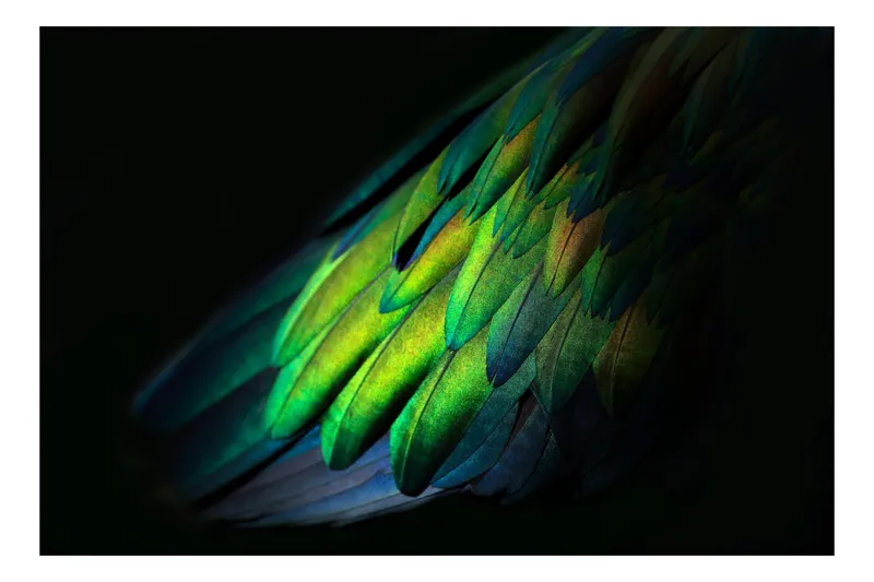 Tablou Canvas, "Aripi irizate în lumină obscură", Culori, Pene, Lumină, Verde, Textură, Frumusețe, Natură, Mister, Strălucire, Gradient, 54 x 39 cm