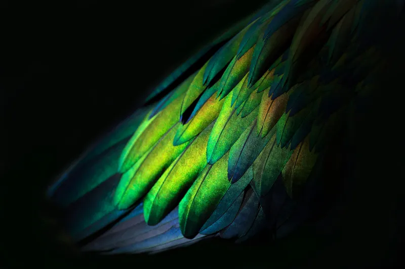 Tablou Canvas, "Aripi irizate în lumină obscură", Culori, Pene, Lumină, Verde, Textură, Frumusețe, Natură, Mister, Strălucire, Gradient, 150 x 100 cm – poza 2