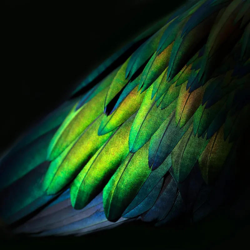 Tablou Canvas, "Aripi irizate în lumină obscură", Culori, Pene, Lumină, Verde, Textură, Frumusețe, Natură, Mister, Strălucire, Gradient, 50 x 50 cm – poza 2