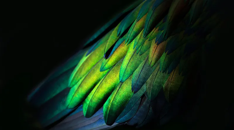 Tablou Canvas, "Aripi irizate în lumină obscură", Culori, Pene, Lumină, Verde, Textură, Frumusețe, Natură, Mister, Strălucire, Gradient, 90 x 50 cm – poza 2
