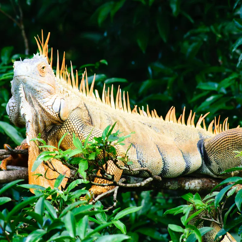 Tablou Canvas, "Iguana odihnindu-se printre frunze verzi", Iguana, Verde, Frunze, Ramură, Spini, Soare, Natură, Peisaj., 100 x 100 cm – poza 2