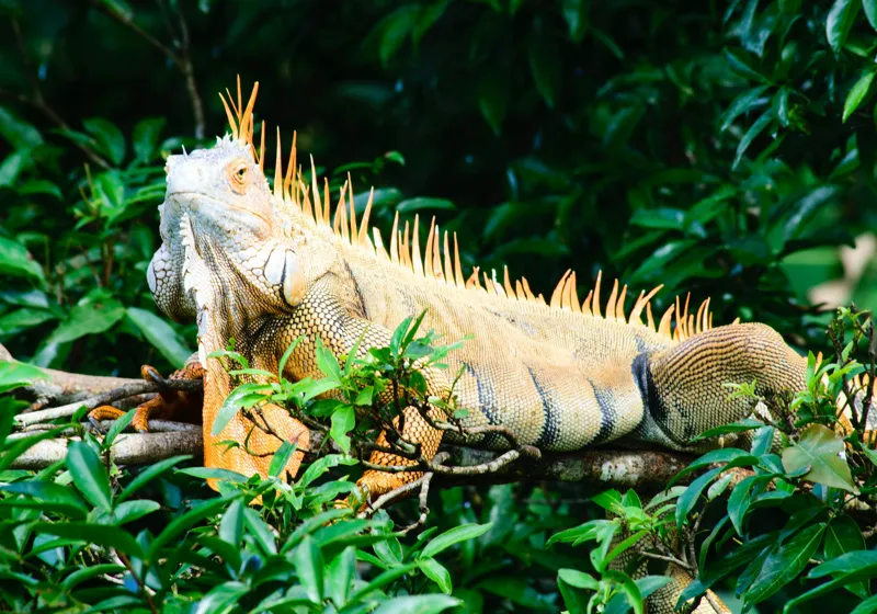 Tablou Canvas, "Iguana odihnindu-se printre frunze verzi", Iguana, Verde, Frunze, Ramură, Spini, Soare, Natură, Peisaj., 100 x 70 cm – poza 2