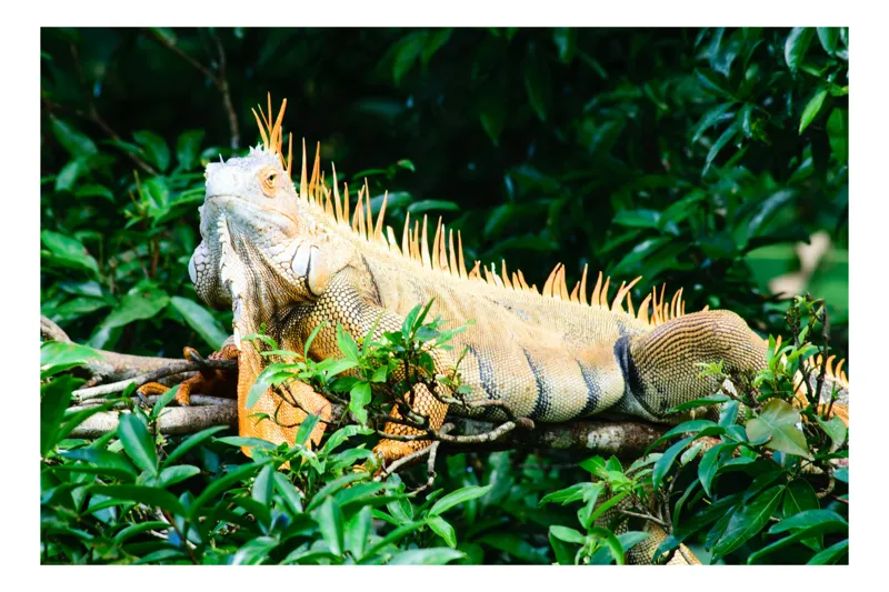 Tablou Canvas, "Iguana odihnindu-se printre frunze verzi", Iguana, Verde, Frunze, Ramură, Spini, Soare, Natură, Peisaj., 54 x 39 cm
