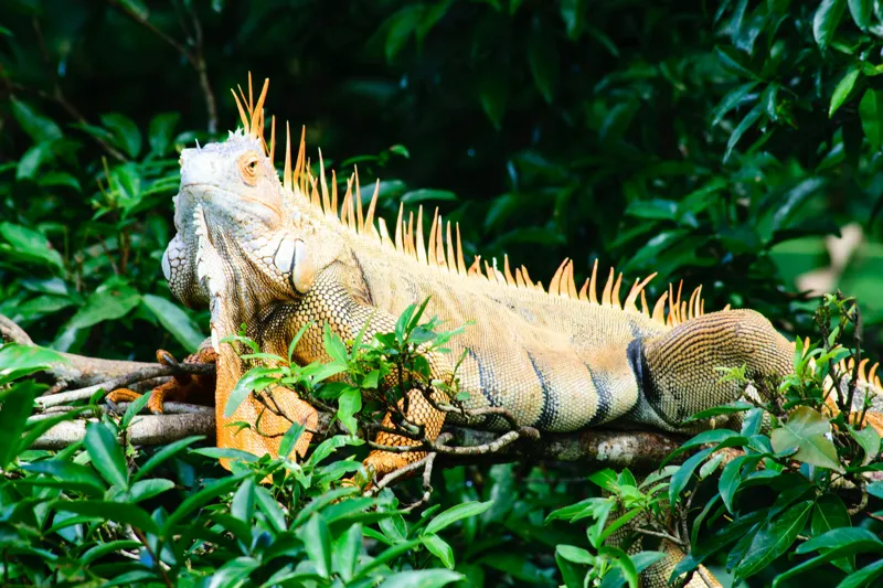 Tablou Canvas, "Iguana odihnindu-se printre frunze verzi", Iguana, Verde, Frunze, Ramură, Spini, Soare, Natură, Peisaj., 150 x 100 cm – poza 2