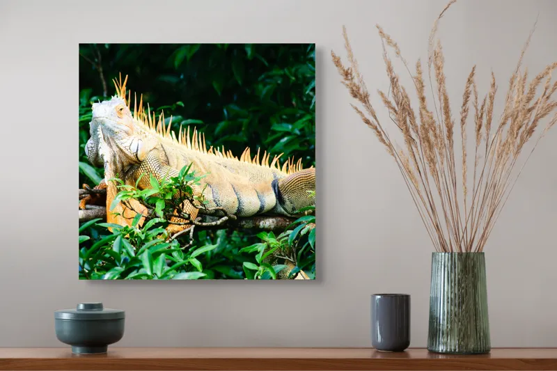 Tablou Canvas, "Iguana odihnindu-se printre frunze verzi", Iguana, Verde, Frunze, Ramură, Spini, Soare, Natură, Peisaj., 50 x 50 cm – poza 4