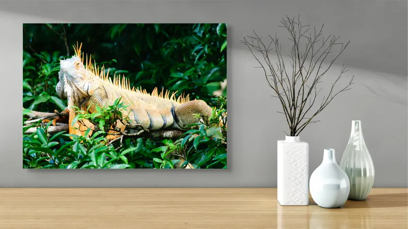 Tablou Canvas, "Iguana odihnindu-se printre frunze verzi", Iguana, Verde, Frunze, Ramură, Spini, Soare, Natură, Peisaj., 70 x 50 cm – poza 3