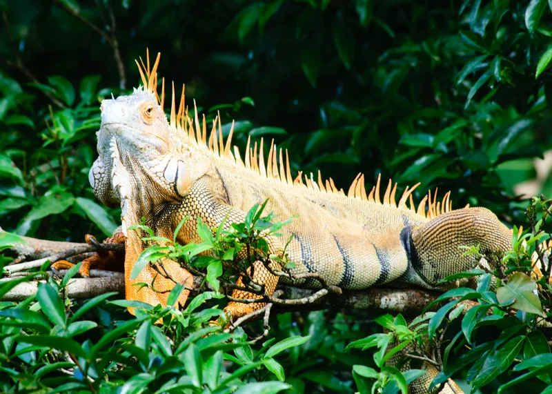 Tablou Canvas, "Iguana odihnindu-se printre frunze verzi", Iguana, Verde, Frunze, Ramură, Spini, Soare, Natură, Peisaj., 70 x 50 cm – poza 2