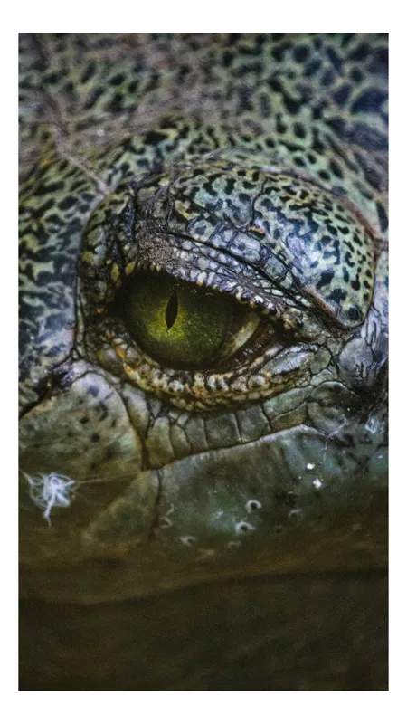 Tablou Canvas, "Privirea enigmatică a reptilei misterioase", Nu știu cine este în imagine., 70 x 100 cm