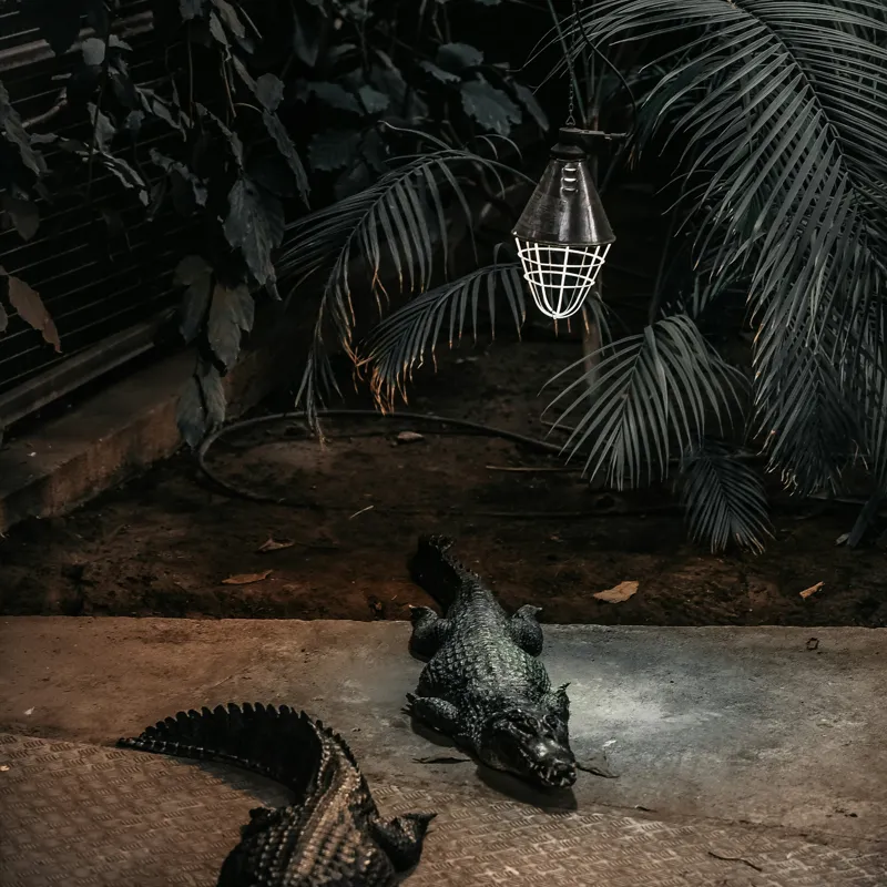 Tablou Canvas, "Crocodili sub lumina nocturnă artificială", 100 x 100 cm – poza 2