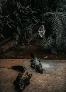 Tablou Canvas, "Crocodili sub lumina nocturnă artificială", 39 x 54 cm – poza 2