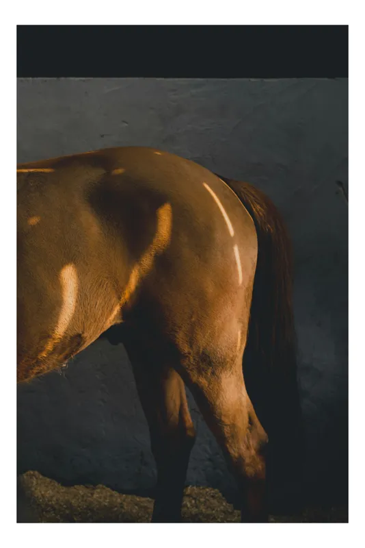 Tablou Canvas, "Reflexii de lumină pe blana calului", Umbre, Lumini, Cal, Blândețe, Zid, Liniște, Textură, 26 x 39 cm