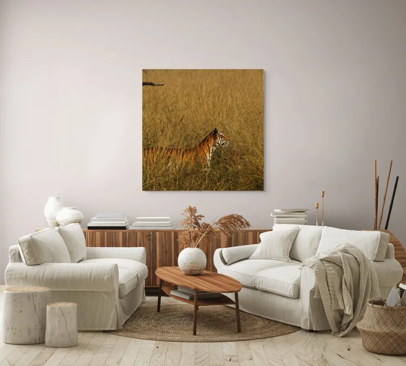 Tablou Canvas, "Tigru în lanul de iarbă aurie", Tigru, Iarbă, Camuflaj, Natură, Sălbăticie, Solitudine, Câmpie, Aventura, Observație, 100 x 100 cm – poza 3