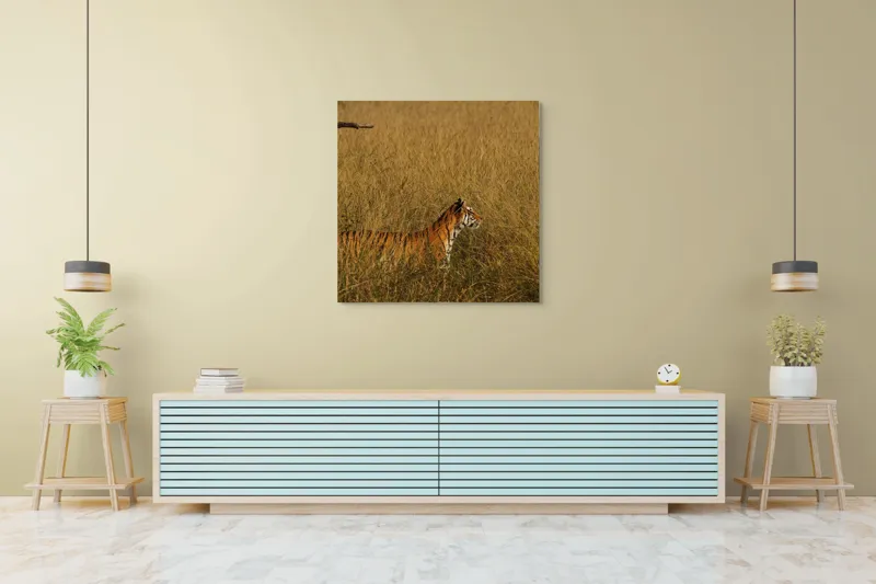 Tablou Canvas, "Tigru în lanul de iarbă aurie", Tigru, Iarbă, Camuflaj, Natură, Sălbăticie, Solitudine, Câmpie, Aventura, Observație, 100 x 100 cm – poza 5