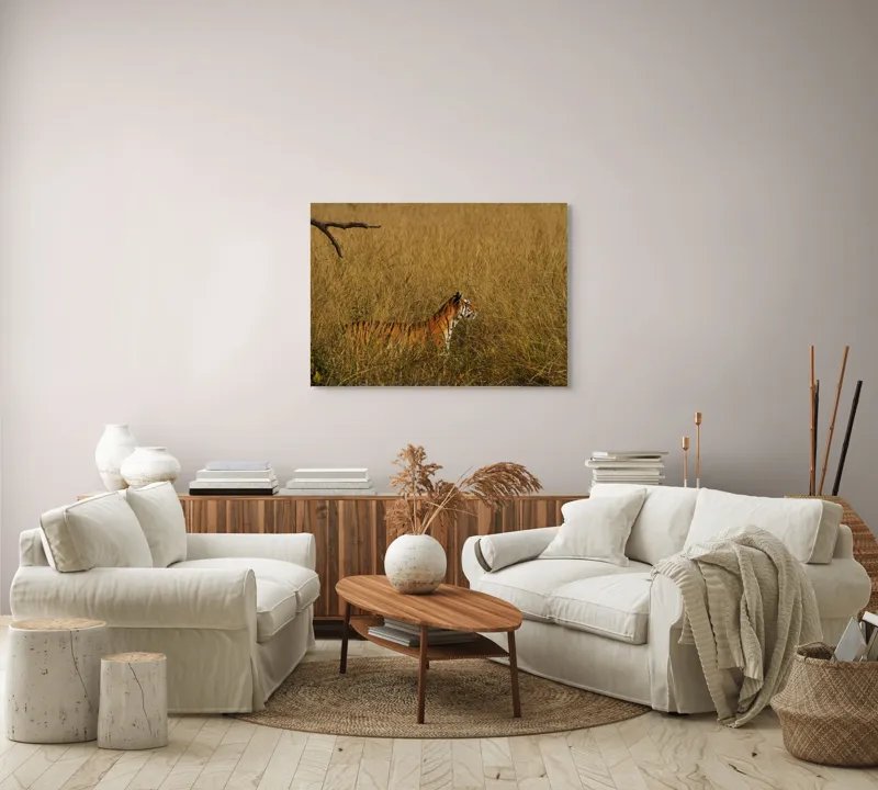 Tablou Canvas, "Tigru în lanul de iarbă aurie", Tigru, Iarbă, Camuflaj, Natură, Sălbăticie, Solitudine, Câmpie, Aventura, Observație, 100 x 70 cm – poza 3