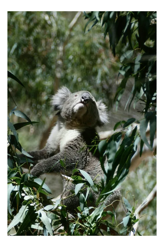 Tablou Canvas, "Koala printre frunzele de eucalipt", Koala, Copac, Frunze, Soare, Eucalipt, Blană, Verde, Natură, Pioșenie, 50 x 70 cm