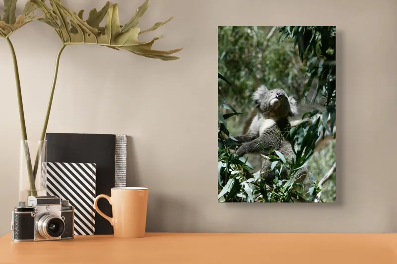 Tablou Canvas, "Koala printre frunzele de eucalipt", Koala, Copac, Frunze, Soare, Eucalipt, Blană, Verde, Natură, Pioșenie, 26 x 39 cm – poza 3