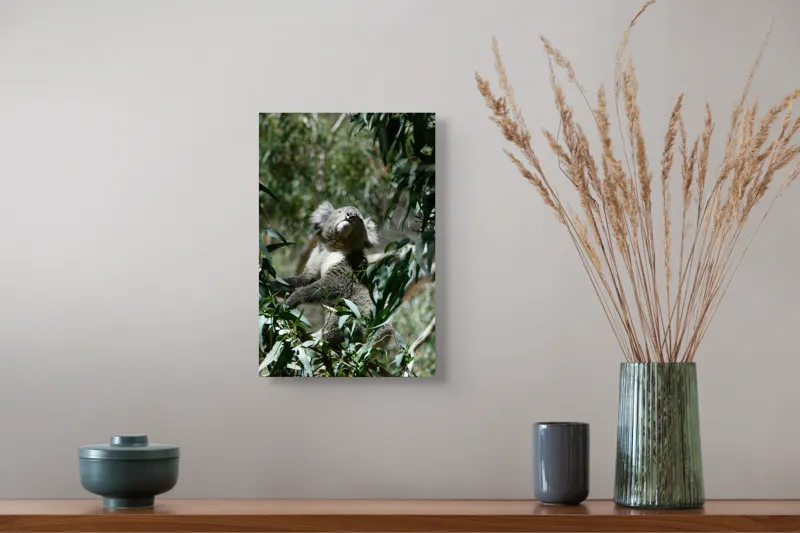 Tablou Canvas, "Koala printre frunzele de eucalipt", Koala, Copac, Frunze, Soare, Eucalipt, Blană, Verde, Natură, Pioșenie, 26 x 39 cm – poza 5