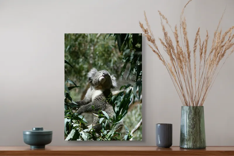 Tablou Canvas, "Koala printre frunzele de eucalipt", Koala, Copac, Frunze, Soare, Eucalipt, Blană, Verde, Natură, Pioșenie, 39 x 54 cm – poza 3