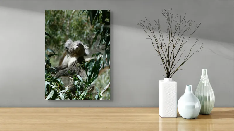 Tablou Canvas, "Koala printre frunzele de eucalipt", Koala, Copac, Frunze, Soare, Eucalipt, Blană, Verde, Natură, Pioșenie, 39 x 54 cm – poza 4
