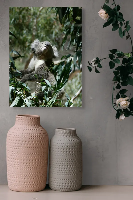 Tablou Canvas, "Koala printre frunzele de eucalipt", Koala, Copac, Frunze, Soare, Eucalipt, Blană, Verde, Natură, Pioșenie, 39 x 54 cm – poza 6
