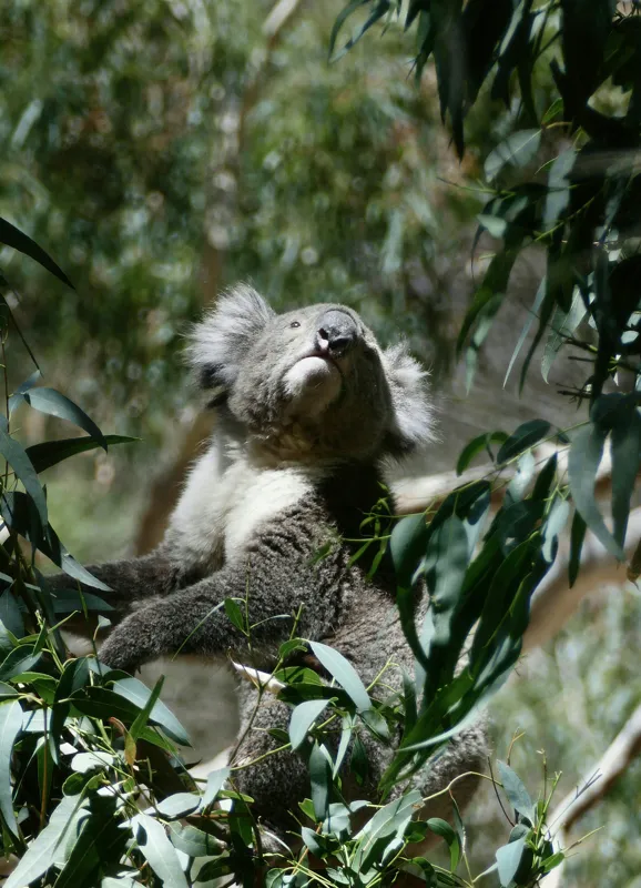 Tablou Canvas, "Koala printre frunzele de eucalipt", Koala, Copac, Frunze, Soare, Eucalipt, Blană, Verde, Natură, Pioșenie, 39 x 54 cm – poza 2