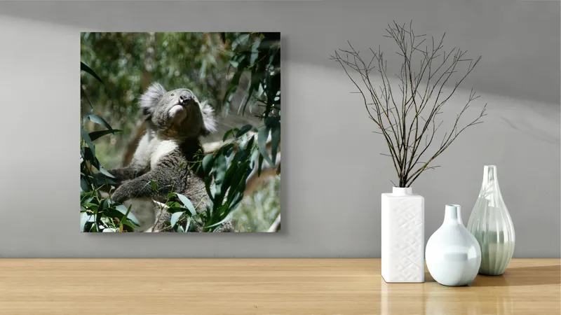 Tablou Canvas, "Koala printre frunzele de eucalipt", Koala, Copac, Frunze, Soare, Eucalipt, Blană, Verde, Natură, Pioșenie, 50 x 50 cm – poza 3