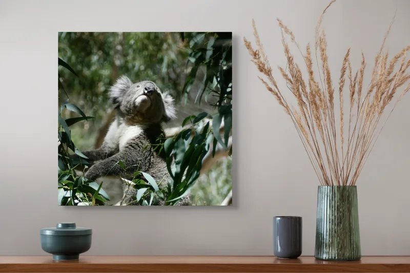 Tablou Canvas, "Koala printre frunzele de eucalipt", Koala, Copac, Frunze, Soare, Eucalipt, Blană, Verde, Natură, Pioșenie, 50 x 50 cm – poza 4