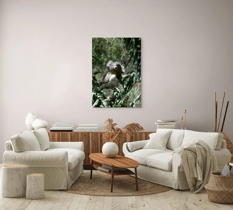 Tablou Canvas, "Koala printre frunzele de eucalipt", Koala, Copac, Frunze, Soare, Eucalipt, Blană, Verde, Natură, Pioșenie, 70 x 100 cm – poza 4