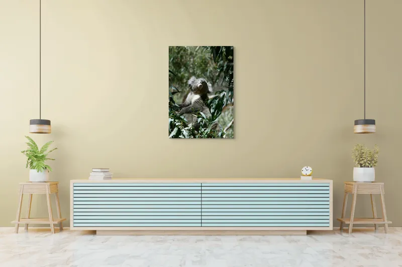 Tablou Canvas, "Koala printre frunzele de eucalipt", Koala, Copac, Frunze, Soare, Eucalipt, Blană, Verde, Natură, Pioșenie, 70 x 100 cm – poza 5
