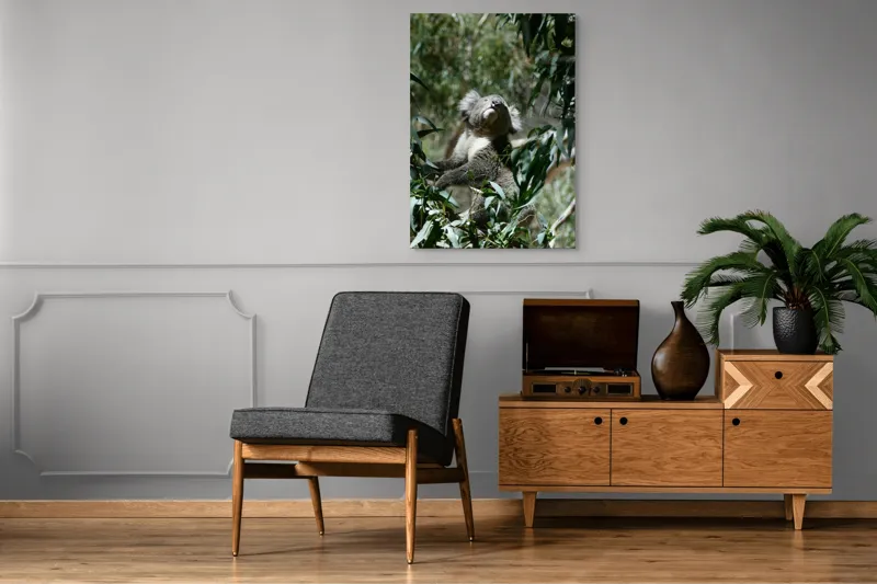 Tablou Canvas, "Koala printre frunzele de eucalipt", Koala, Copac, Frunze, Soare, Eucalipt, Blană, Verde, Natură, Pioșenie, 70 x 100 cm – poza 6