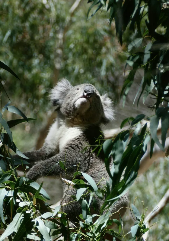 Tablou Canvas, "Koala printre frunzele de eucalipt", Koala, Copac, Frunze, Soare, Eucalipt, Blană, Verde, Natură, Pioșenie, 70 x 100 cm – poza 2