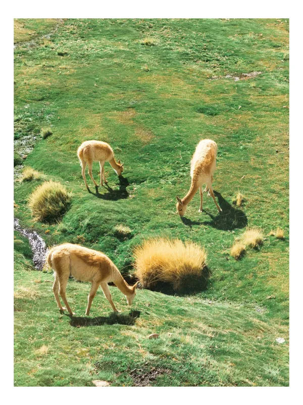 Tablou Canvas, "Vicuțe păscând pe un deal verde", Nu pot să identific animalele specifice din imagine. Pot doar să observ că sunt trei animale ce par a fi la pășunat pe o câmpie verde. Dacă ai nevoie de altceva, te pot ajuta!, 50 x 70 cm