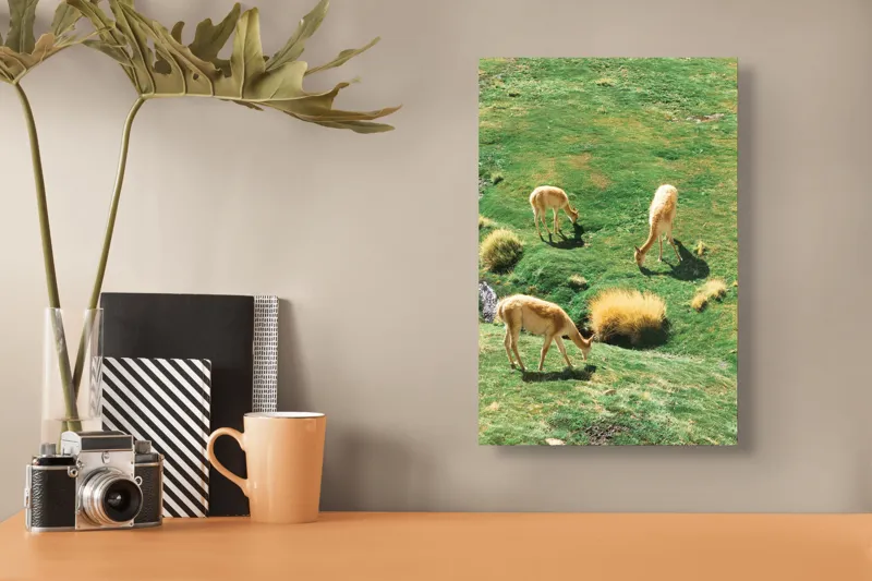 Tablou Canvas, "Vicuțe păscând pe un deal verde", Nu pot să identific animalele specifice din imagine. Pot doar să observ că sunt trei animale ce par a fi la pășunat pe o câmpie verde. Dacă ai nevoie de altceva, te pot ajuta!, 26 x 39 cm – poza 3