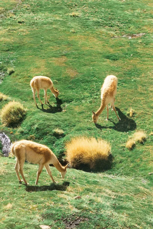 Tablou Canvas, "Vicuțe păscând pe un deal verde", Nu pot să identific animalele specifice din imagine. Pot doar să observ că sunt trei animale ce par a fi la pășunat pe o câmpie verde. Dacă ai nevoie de altceva, te pot ajuta!, 26 x 39 cm – poza 2