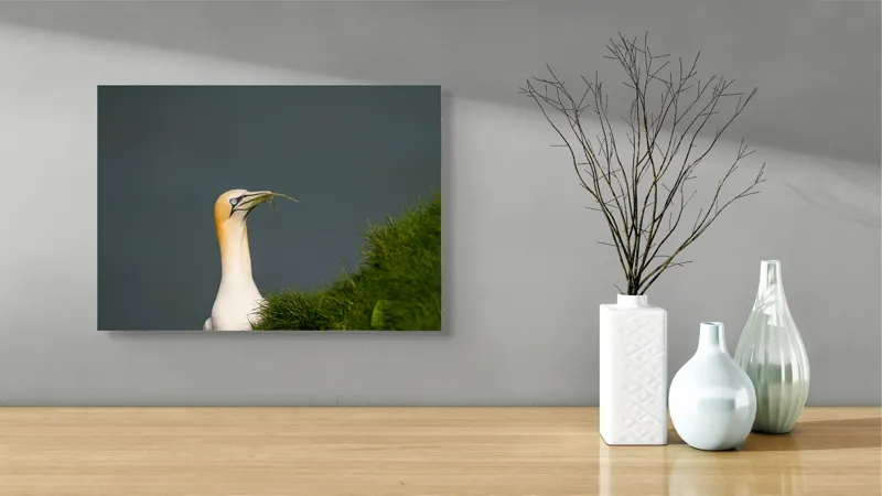 Tablou Canvas, "Pasărea mării la cuibul verde", Albinos, Majestic, Cliffs, Grass, Ocean, Nature, Elegance, 54 x 39 cm – poza 3