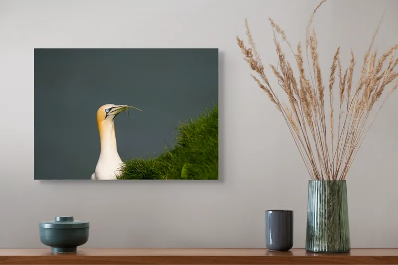 Tablou Canvas, "Pasărea mării la cuibul verde", Albinos, Majestic, Cliffs, Grass, Ocean, Nature, Elegance, 54 x 39 cm – poza 4