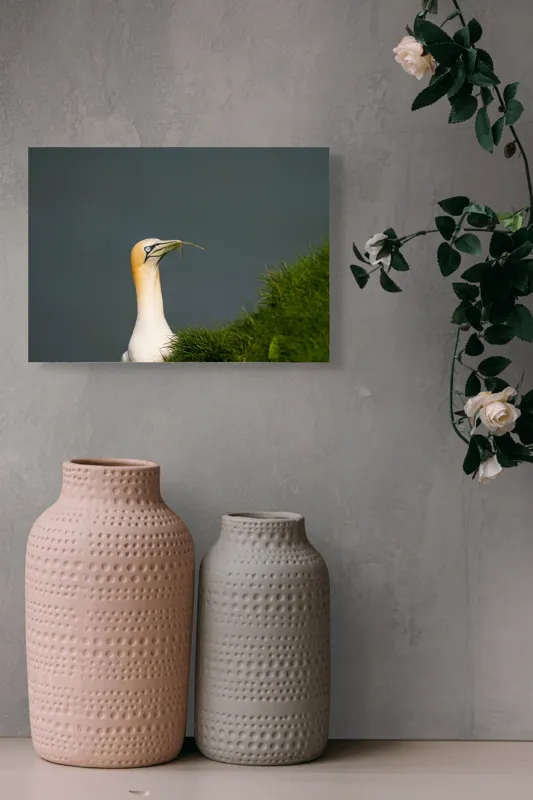 Tablou Canvas, "Pasărea mării la cuibul verde", Albinos, Majestic, Cliffs, Grass, Ocean, Nature, Elegance, 54 x 39 cm – poza 8