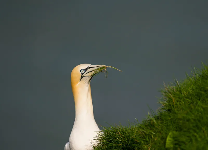Tablou Canvas, "Pasărea mării la cuibul verde", Albinos, Majestic, Cliffs, Grass, Ocean, Nature, Elegance, 54 x 39 cm – poza 2