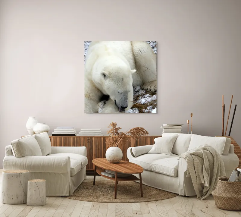 Tablou Canvas, "Urs polar odihnindu-se pe zăpadă", Urs, Alb, Zăpadă, Odihnă, Iarnă, Blană, Natură, Gheață, 100 x 100 cm – poza 3
