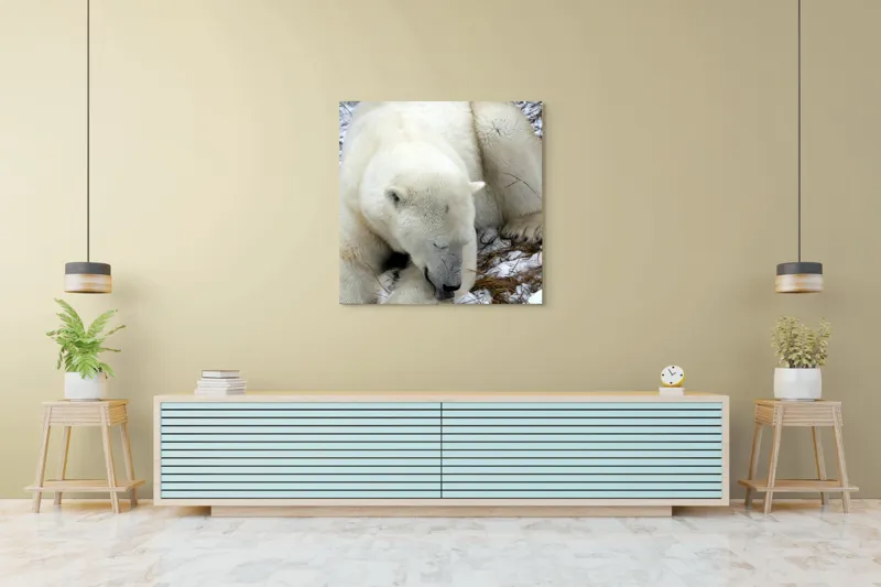Tablou Canvas, "Urs polar odihnindu-se pe zăpadă", Urs, Alb, Zăpadă, Odihnă, Iarnă, Blană, Natură, Gheață, 100 x 100 cm – poza 5