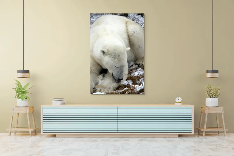 Tablou Canvas, "Urs polar odihnindu-se pe zăpadă", Urs, Alb, Zăpadă, Odihnă, Iarnă, Blană, Natură, Gheață, 100 x 150 cm – poza 4