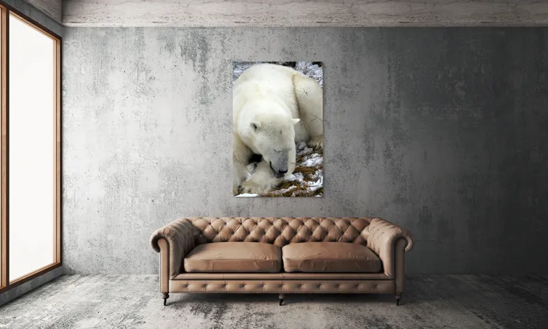 Tablou Canvas, "Urs polar odihnindu-se pe zăpadă", Urs, Alb, Zăpadă, Odihnă, Iarnă, Blană, Natură, Gheață, 100 x 150 cm – poza 6